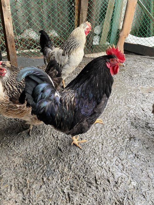 Продам петухи домашние