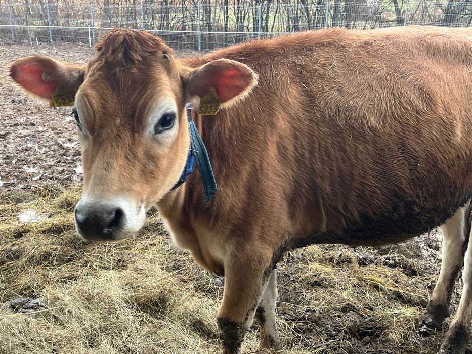 Juninci Jersey cu certificat