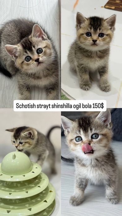 Musuklar scotish fold