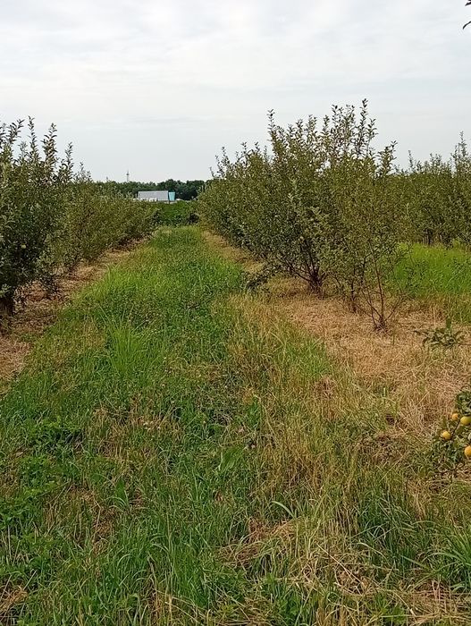 Продам молодой яблоневый сад Болеке
