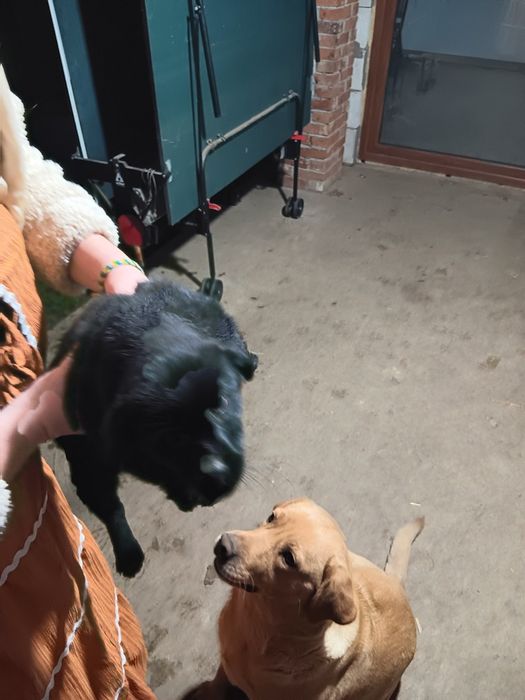 Donez căței de adoptat