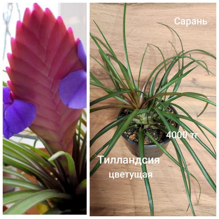 Стробилантес,Жасмин, Тилландсия, Монстера,Калла