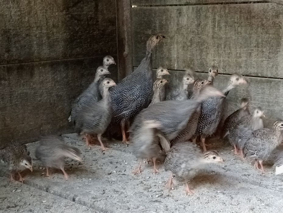 Bibilici românești
