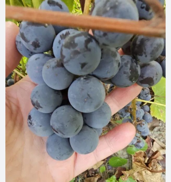 Struguri de Vânzare