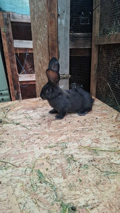 Urias German Gri Fier si Gri