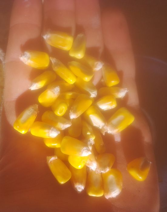 Vând grăunte de anul acesta ,grăuntele  foarte bune