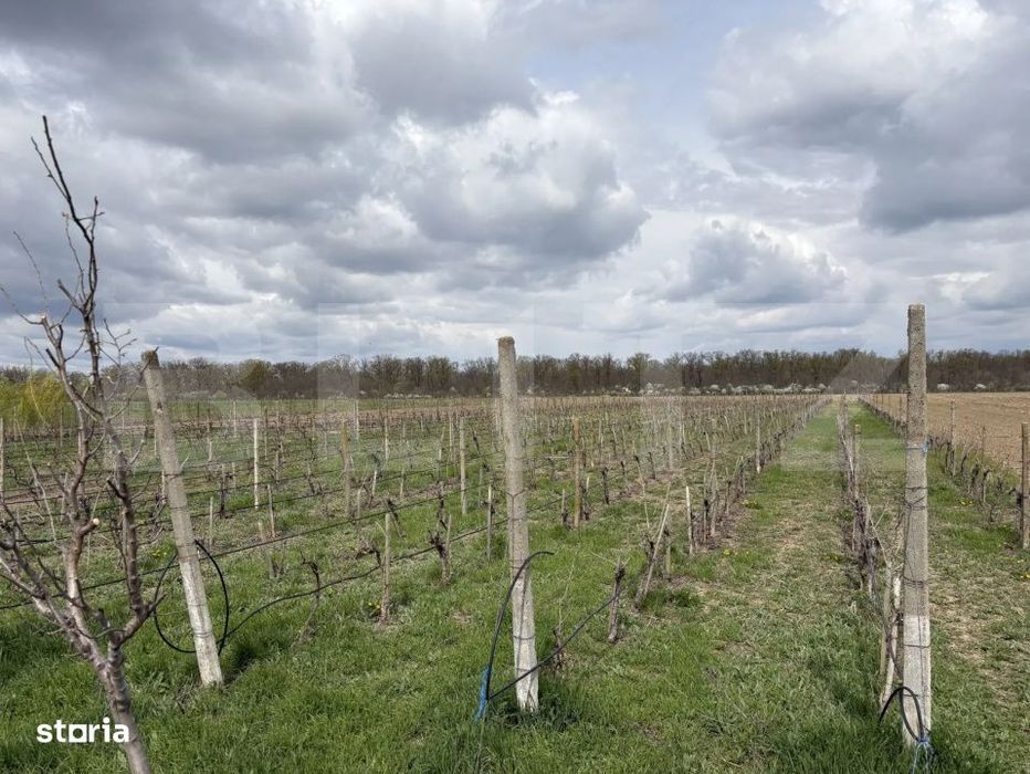 Ferma de nuci - teren agricol, zona Ivesti