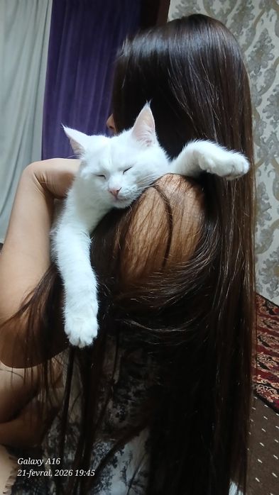 Turk angorasi sotiladi