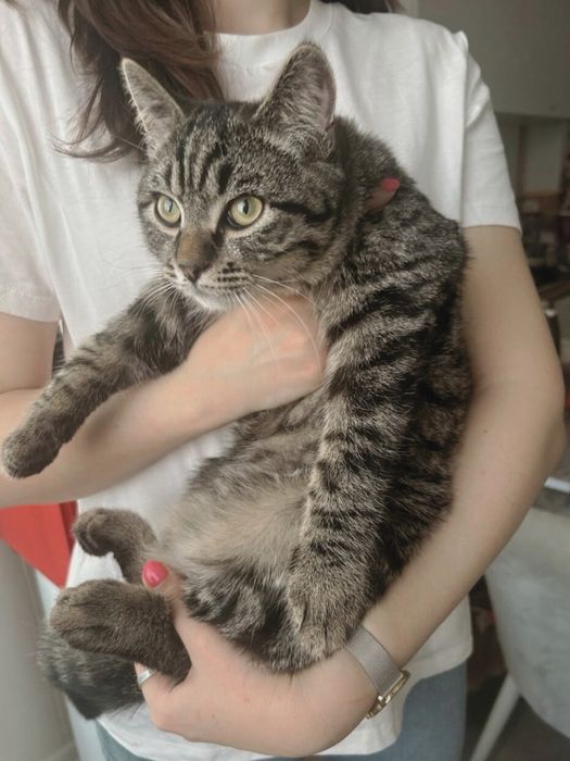 Котята (5 месяцев)