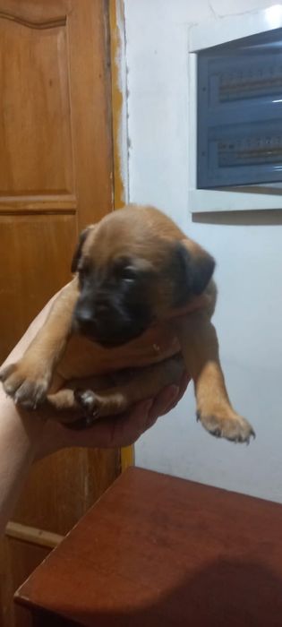 Щенки в хорошие руки