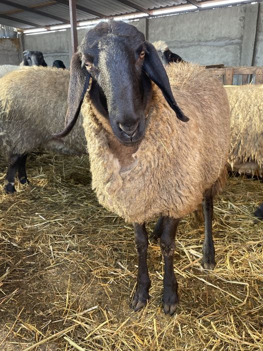 Vand 2 miele gestante