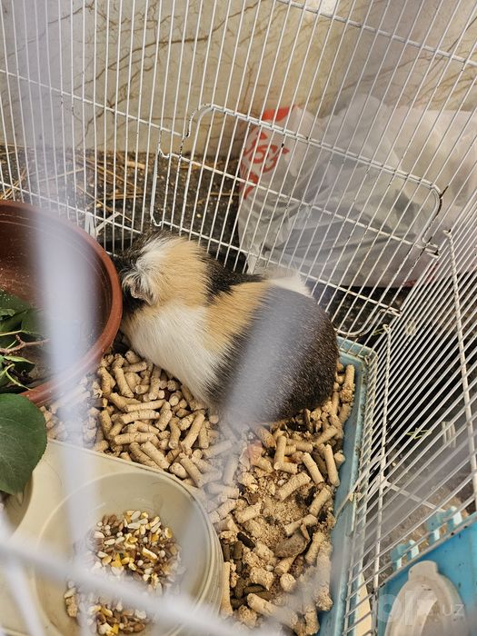 продается морская свинка
