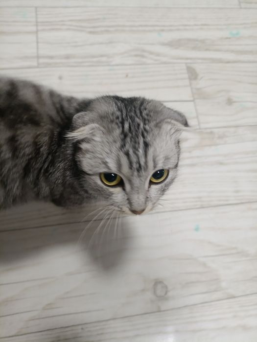 Вислоухая шотландская