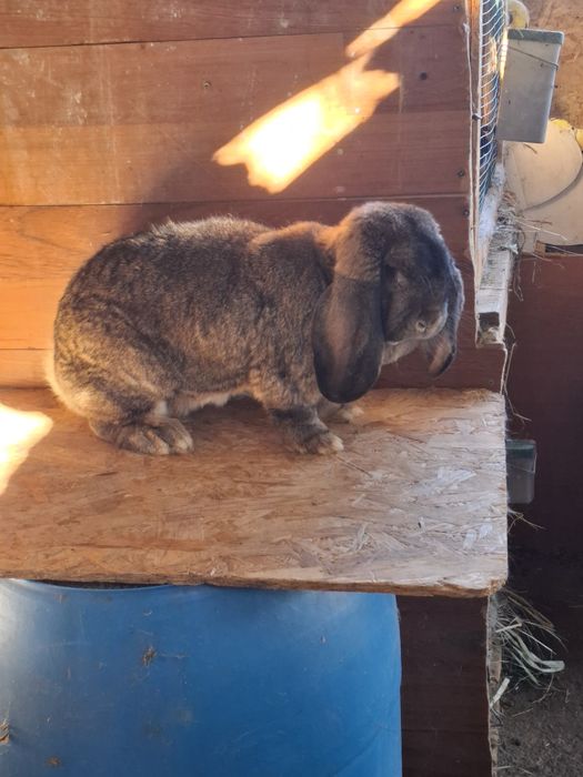 Femela berbec german