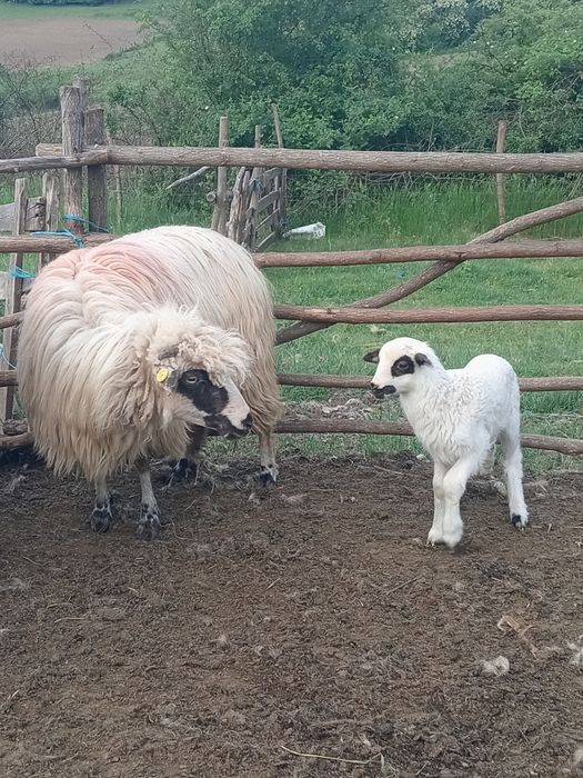 De vânzare oaie cu  un miel. Mieluță
