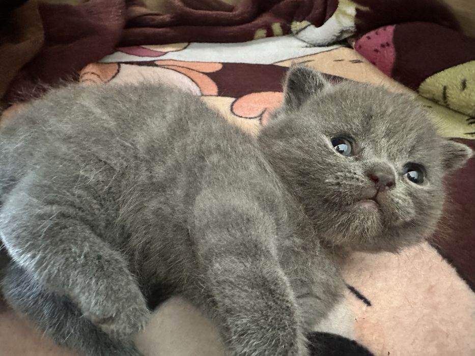 Скотиш фолд мушукчалар сотилади