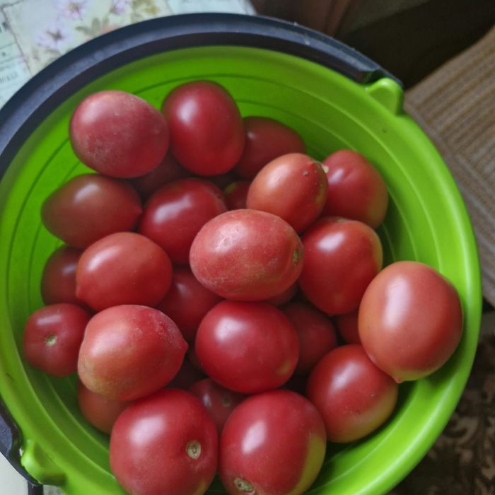 Продам помидоры с дачи.