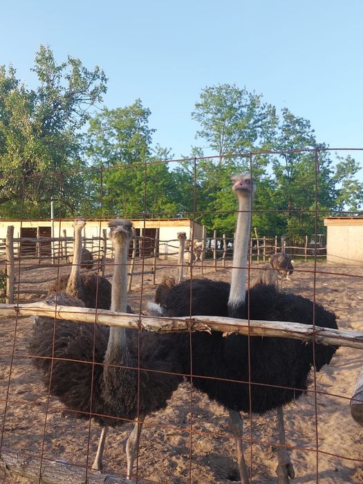Preluam comenzi pentru Pui de struț.