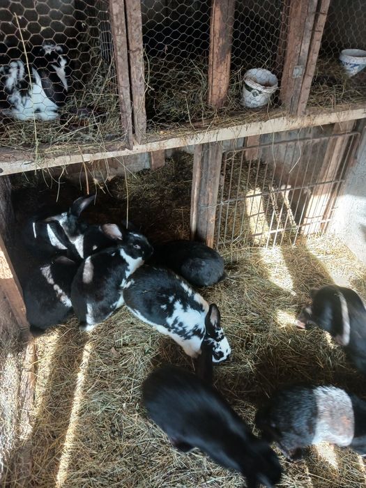 Iepuri berbec german