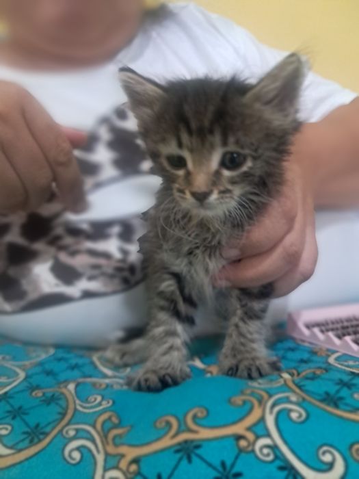 Продам веслаушку котенка