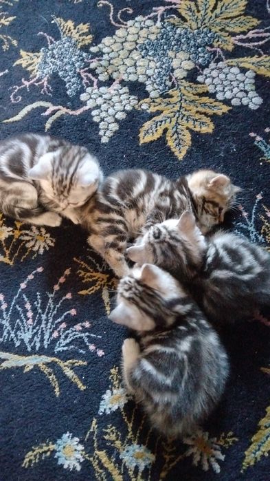 Продаются котята британцый
