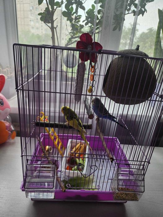 Волнистые попугаи с клеткой, кормом, гнездом