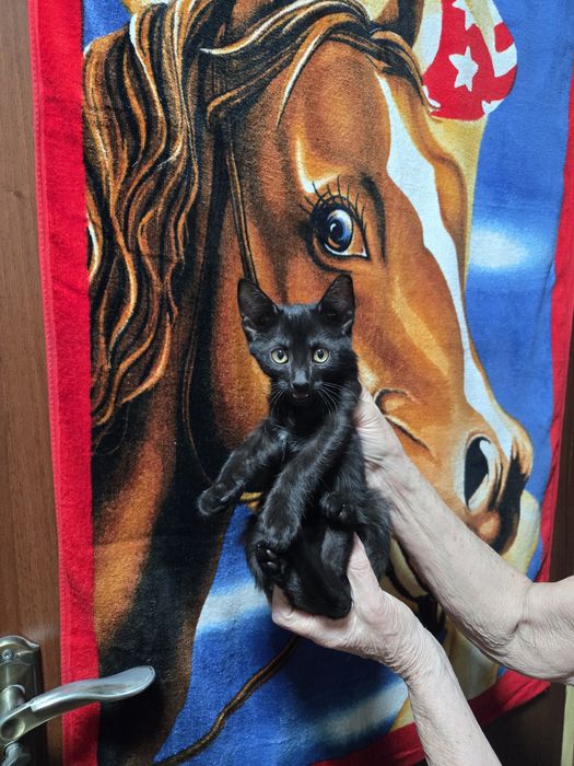 Продам не дорого