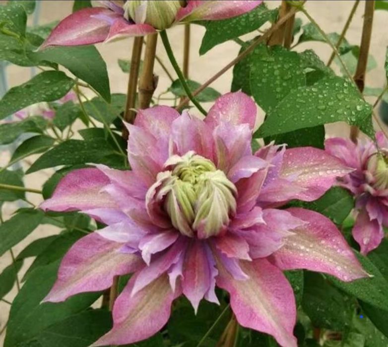 Цветы.     Цветы