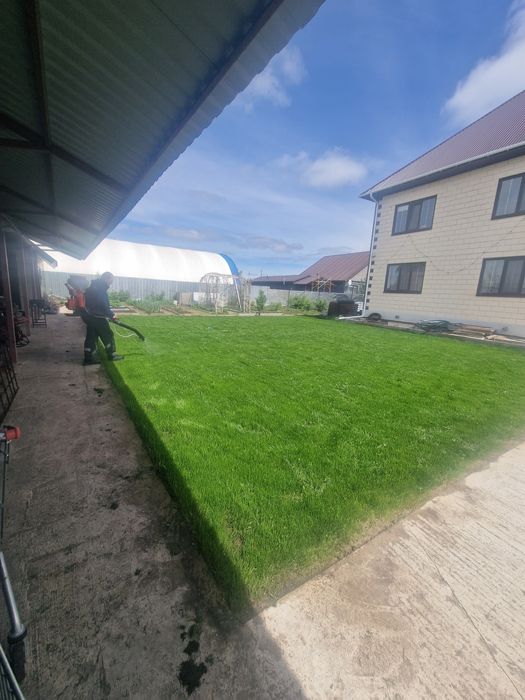 Газон рулоный и посевной