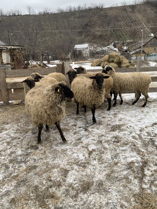 Vand 8 carlane de tinut sau de taiat