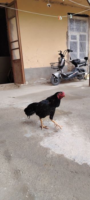 Дакан хуроз тоза кон 600