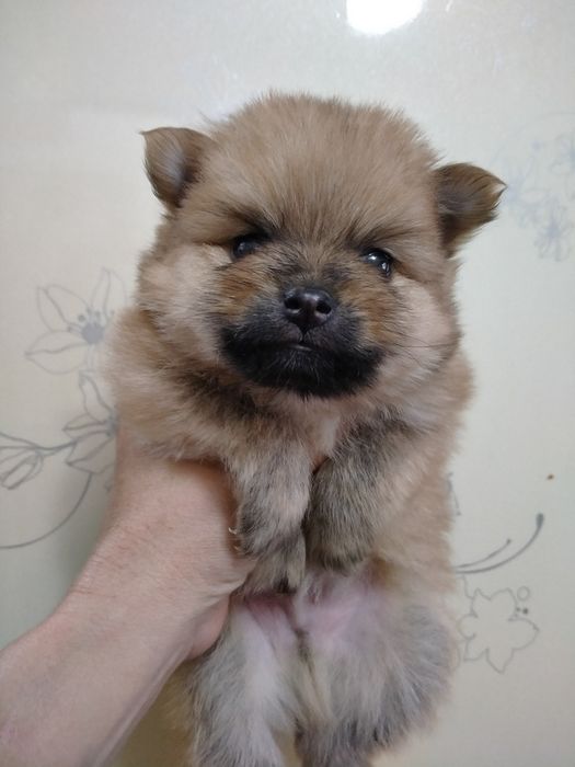 Померанский шпиц