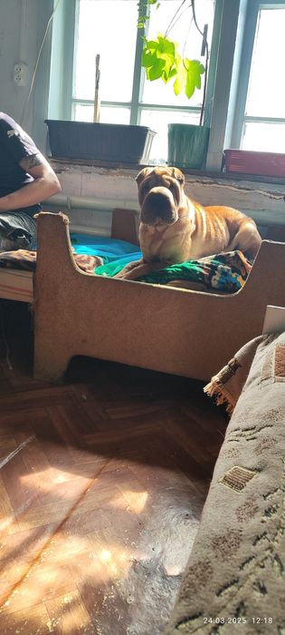 Ищем жениха для нашей девочки