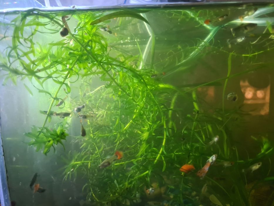 Аквариумные рыбки Гуппи