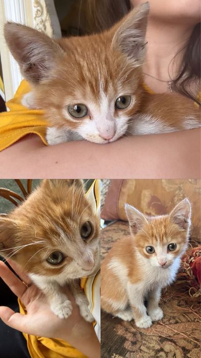 Котенок в хорошие руки