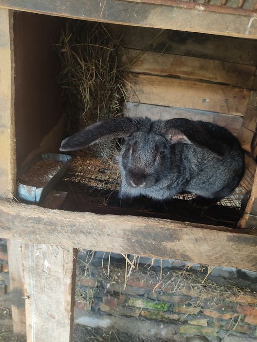 Продам громадного крола Великана