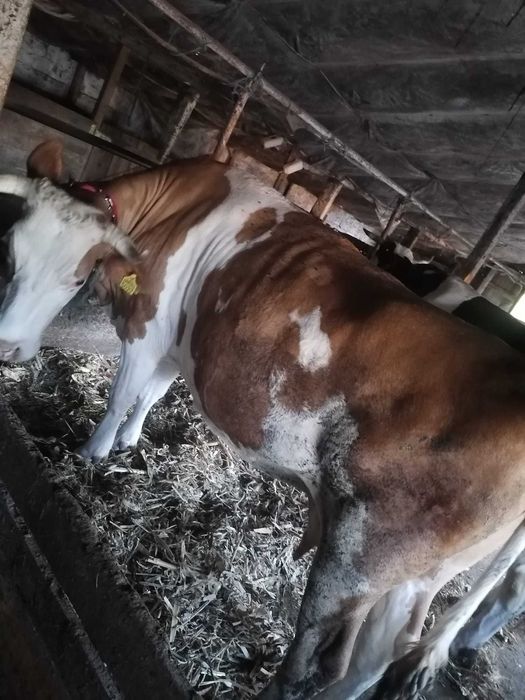 Vând 2 vaci de lapte și 2 vitei ințărcați