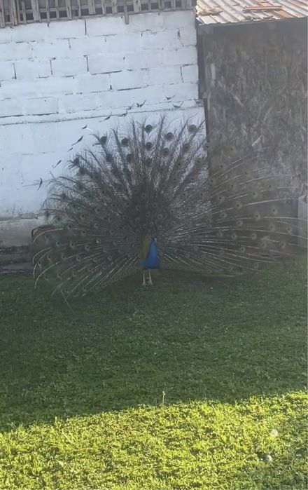 pauni de vanzare