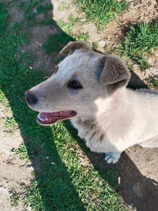 Щенок, мальчик, 4 месяца