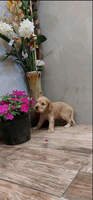 Кокер шпаньол бебета