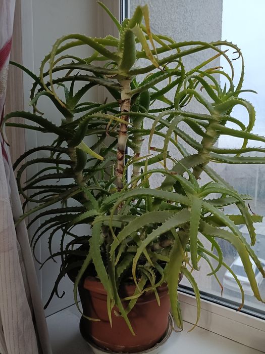 Растения, алоэ 5 летние