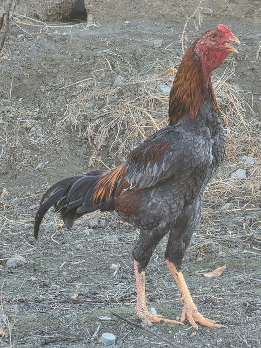 Дакан хуроз сотилади