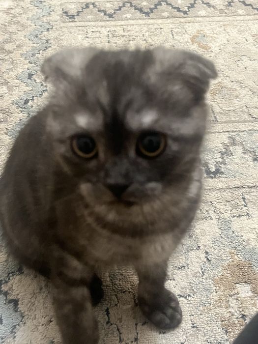 котенок вислоухий шотландец