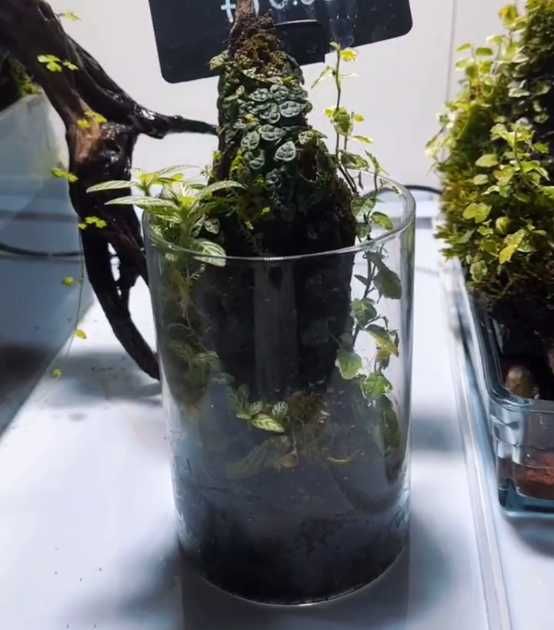 Палюдариумы и Флорариумы в магазине AquaStar