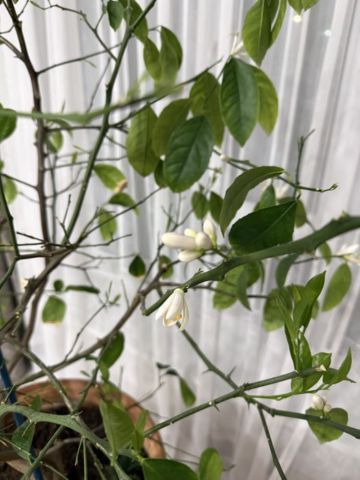 Продам лимонное дерево