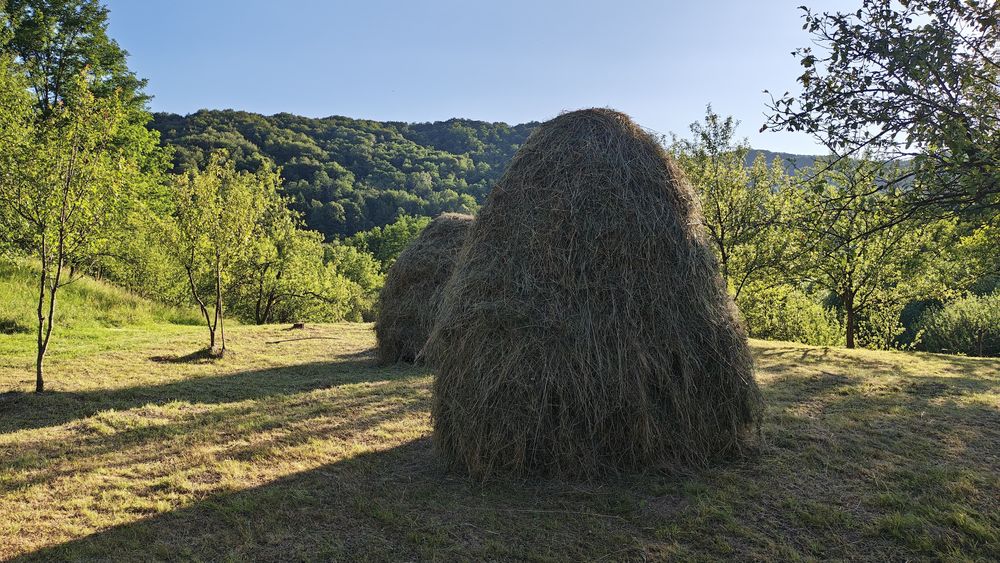 Fan de vanzare Jugur