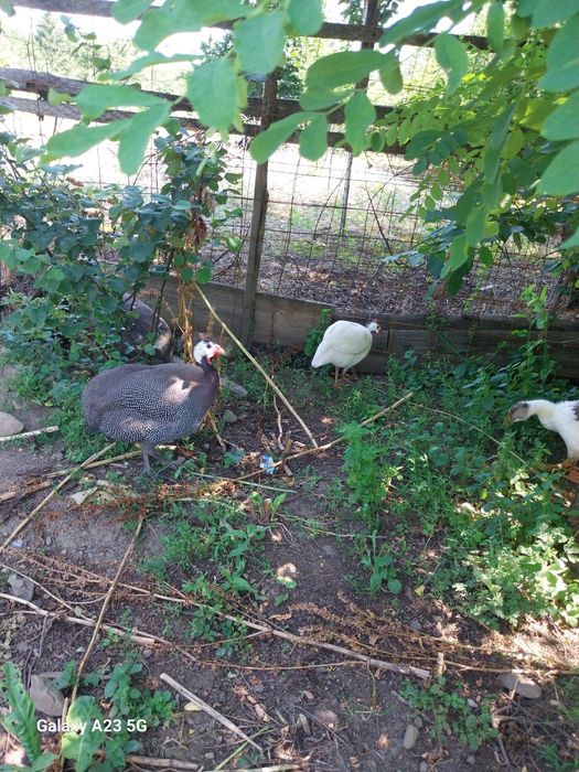 Vand iepuri rate gaste pui rățele mici bibilici