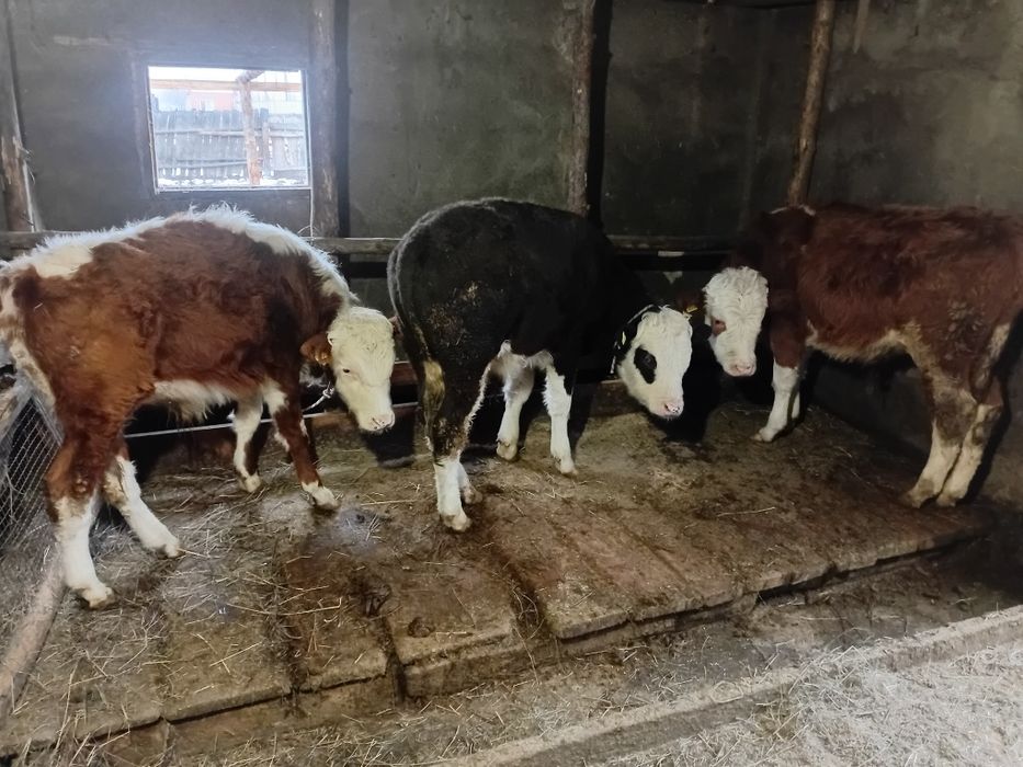 Патсос бұзаулар сатылады