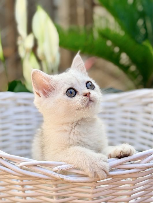 Котята с документами