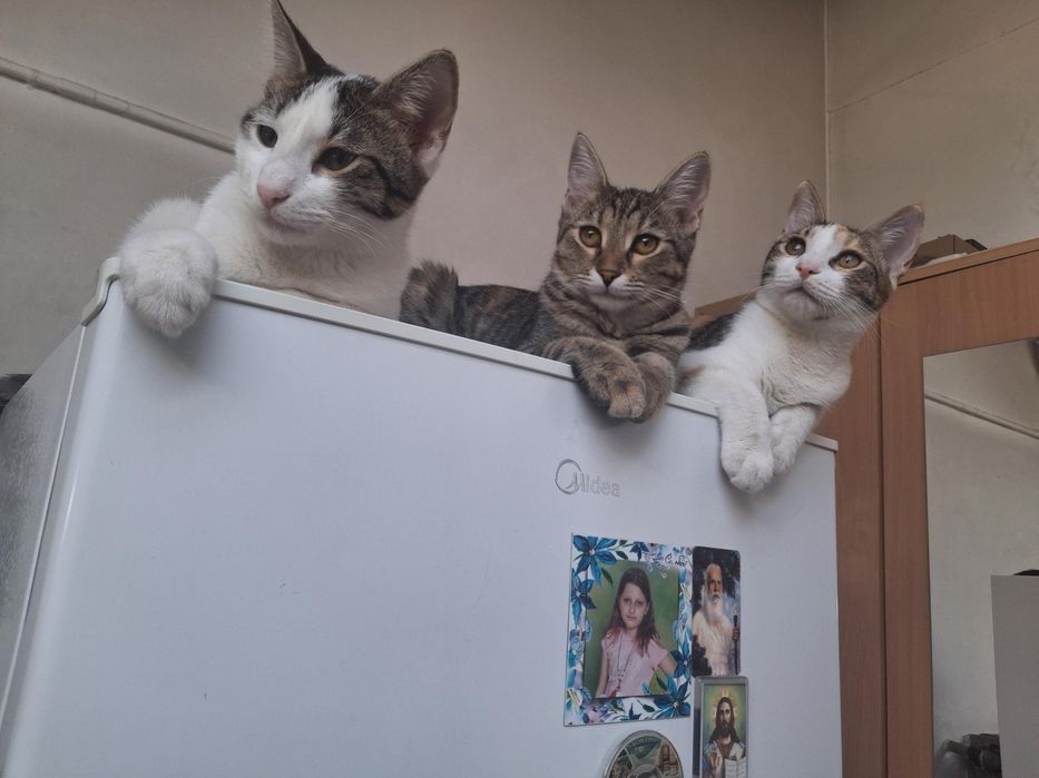 Безплатни котенца